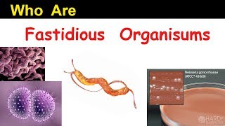 Who are Fastidious Organisms   Clear Overview [upl. by Susannah191]