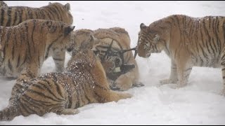 Chubby Siberian Tigers Hunt Electronic Bird of Prey [upl. by Oliana]