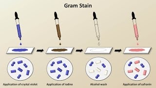 Classification of Bacteria Antibiotics  Lecture 1 [upl. by Sibby]