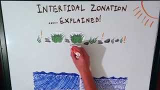 Intertidal Zonation Explained [upl. by Fatsug]