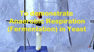 Fermentation in Yeast Experiment [upl. by Vena]