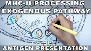 Exogenous Pathway of Antigen Presentation  MHC II Processing [upl. by Annehcu473]