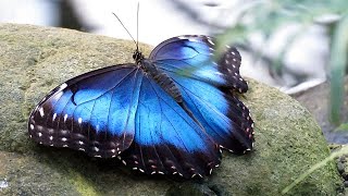 Blue Morpho Butterflies Morpho peleides [upl. by Ardnasil859]