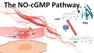 The NOcGMP pathway [upl. by Gilberto781]