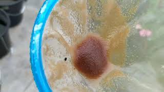 How to culture daphnia moina in a small container Part 1 English Subtitle [upl. by Primalia792]