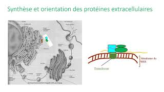 Maturation et adressage des protéines dans la cellule [upl. by Geldens]