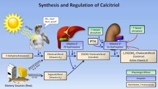 Calcium and Phosphate Metabolism [upl. by Adnowal]