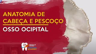 Osso Ocipital  ANATOMIA DE CABEÇA E PESCOÇO [upl. by Etteloiv]