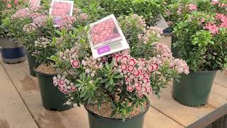 Kalmia Minuet Mountain Laurel  Outstanding Dwarf NATIVE Evergreen Flowering Shrub [upl. by Nikolaus]