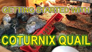 GETTING STARTED WITH COTURNIX QUAIL  A Beginners Guide [upl. by Wally104]