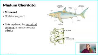 Phylum Chordata [upl. by Etteuqal782]