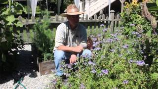 Phacelia tanacetifolia for organic gardening [upl. by Kilroy]