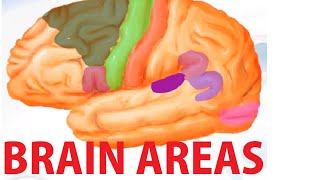 Functional Brain Areas  Brain Anatomy Cortex [upl. by Erl]