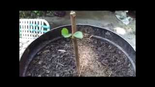 How To Grow Fruit Trees From Cuttings By Rick Gunter [upl. by Narmak]