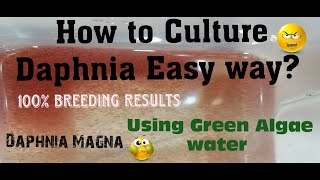 Daphnia MagnaHow to Culture Daphnia Easy wayCulturing Daphnia using Green water Daphnia [upl. by Leagiba638]