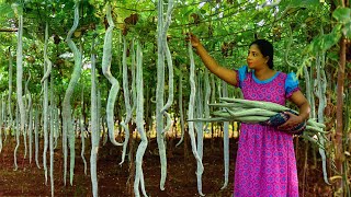 Longest Snake gourds ever seen I made a curry salad amp of course a surprising snack Traditional Me [upl. by Nagirrek]