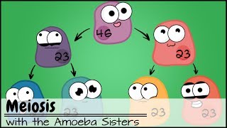 Meiosis Updated [upl. by Alaecim355]