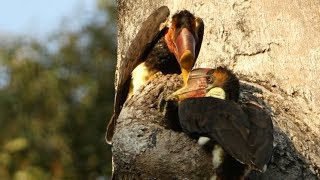 Hunting The Helmeted Hornbill [upl. by Petigny]