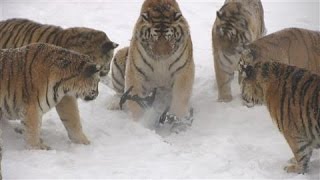 Tigers Snatch Drone From the Sky [upl. by Carleton]