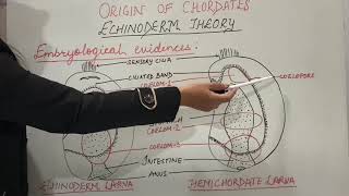 Origin of Chordates Part1 Echinoderm theory  Zoology BScMSc [upl. by Ahsenhoj]