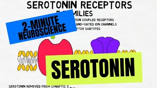 2Minute Neuroscience Serotonin [upl. by Noirod]