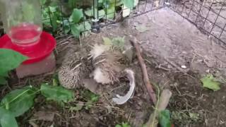 Coturnix Quail  Mating [upl. by Ykciv421]