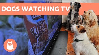 Can DOGS Actually Watch TV 🐶📺 Find out [upl. by Gladis236]