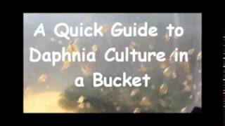 How to culture daphnia outside [upl. by Baptist223]