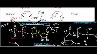 Biochemistry  Hexokinase Physiology Biochemistry amp Mechanism [upl. by Ahsaeym]