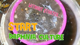 How to culture daphnia moina the easy way 1  Starting the Daphnia culture [upl. by Given]