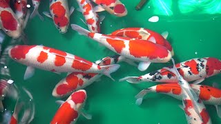 HOW TO BREED JAPANESE KOI  DIY Step by step breeding tutorial [upl. by Chatwin]