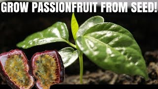 How to grow passion fruit from seed  DIY Video [upl. by Llesirg]