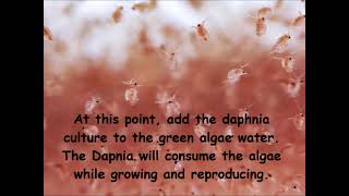 Daphnia  How to grow daphnia in your home [upl. by Ellezaj314]