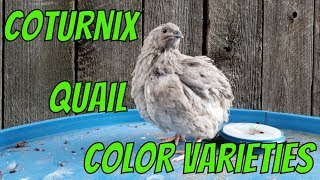 Coturnix Quail Color Varieties [upl. by Yatnoed888]