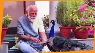 Precious moments PM Modi feeding peacocks at his residence [upl. by Bein]