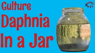 How to Culture Daphnia in a Jar [upl. by Rodolfo341]