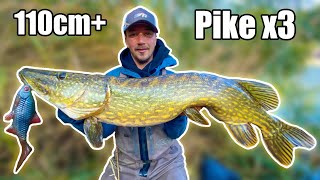 DREAM FISHING Our BEST Pike Fishing in Small River from Shore  Team Galant [upl. by Garrity348]