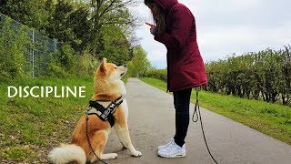 AKITA INU  Discipline  秋田犬 [upl. by Ecarret]