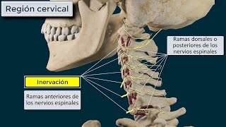 Músculos Intertransversos Origen Inserción  Función e Inervación [upl. by Elon494]