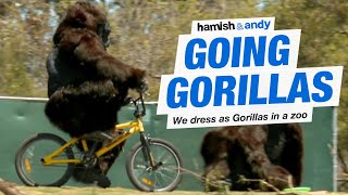 Going Gorillas  Hamish amp Andy [upl. by Annahsirhc]