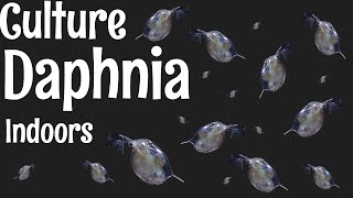 How to Culture Daphnia [upl. by Llerraf]