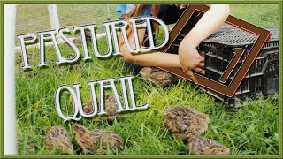 Quail  From Brooder To Pasture  Pastured Quail [upl. by Ricky120]