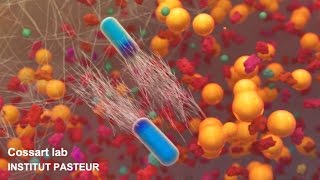 Listeria monocytogenes a unique model in infection biology [upl. by Nywles]