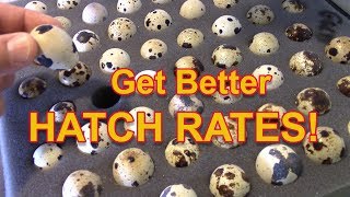 Get Better Hatch Rates  Quail hatch rates explained [upl. by Llenil694]