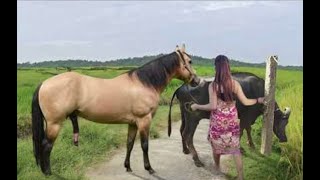 My sister training care her lovely horse in beginner 2021 [upl. by Nyleimaj]