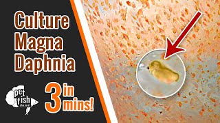 How to culture DAPHNIA MAGNA  The easy way [upl. by Etnomaj614]