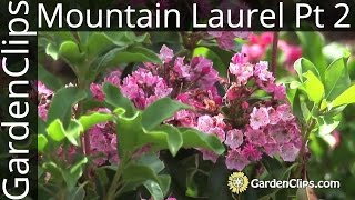 Mountain Laurel  Kalmia latifolia  with Dick Jaynes Part 2 of 3 [upl. by Hills462]