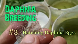 Daphnia Culture made simple and easy 3  Hatching Daphnia eggs [upl. by Tavie]