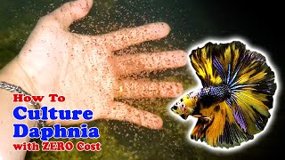 How to Culture Daphnia with ZERO Cost  Unlimited Live Food For Our Fish [upl. by Mariano]