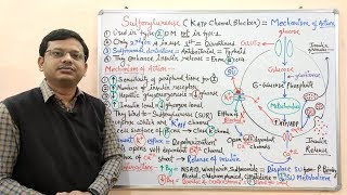 Diabetes Mellitus Part10 Mechanism of Action of Sulfonylurease  Antidiabetic Drugs  Diabetes [upl. by Flavia]